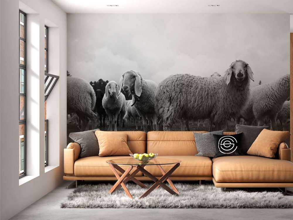 Stado owiec w czerni i bieli