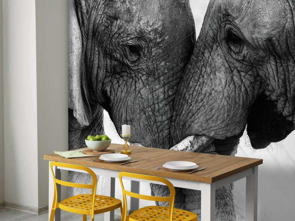 Fototapety słonie