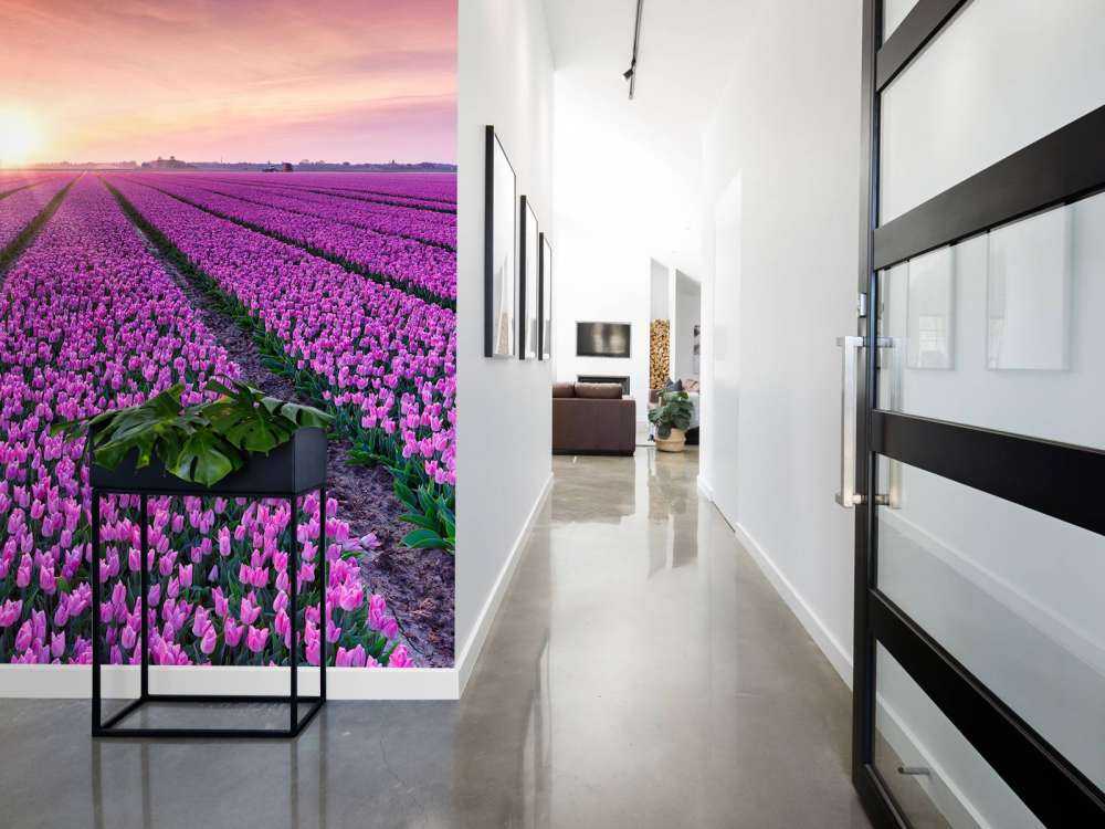 Pole tulipanów o wschodzie słońca