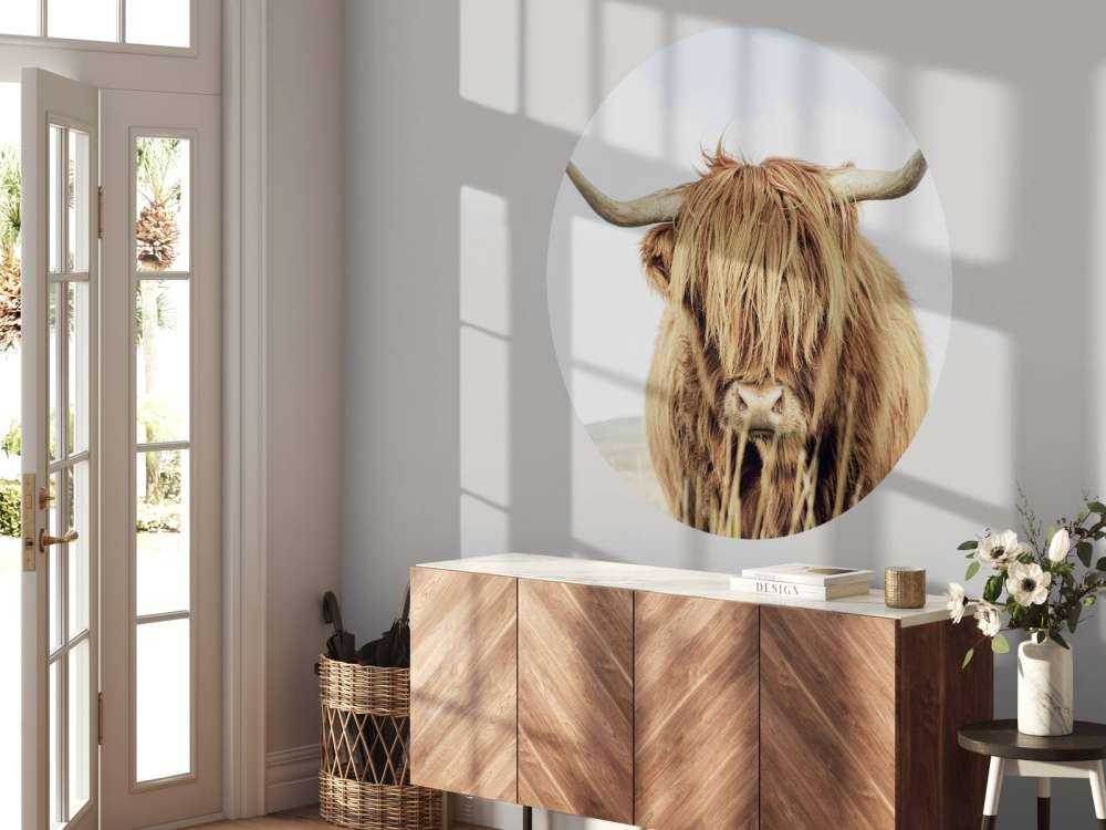 Zbliżenie na szkocką rasę wyżynna