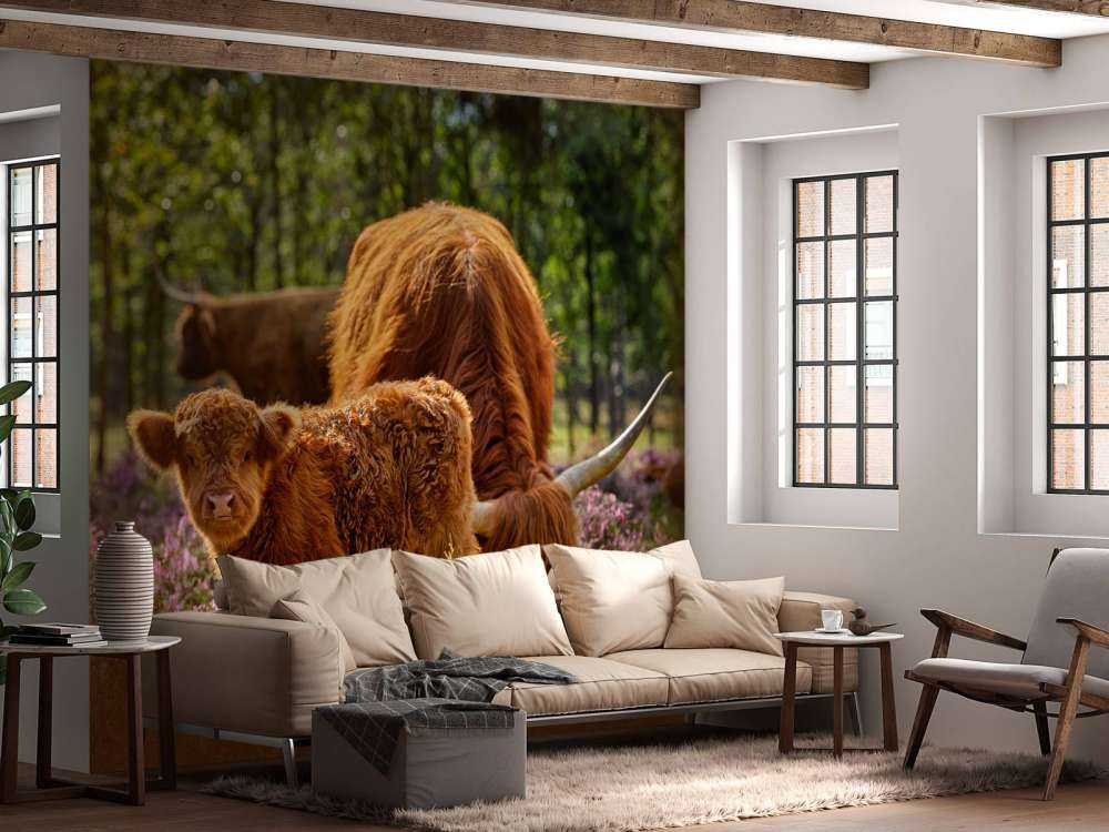 Rodzina szkockich wyżynnów