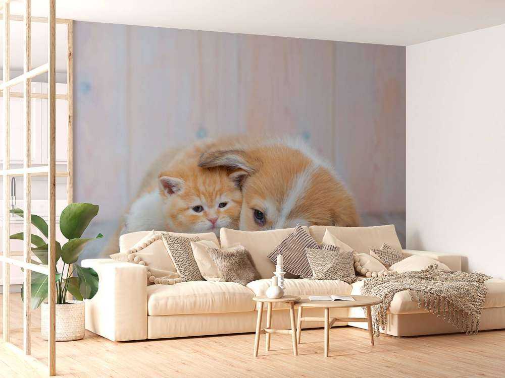Tapeta dla kota. Zdjęcie kociaka i szczeniaka.