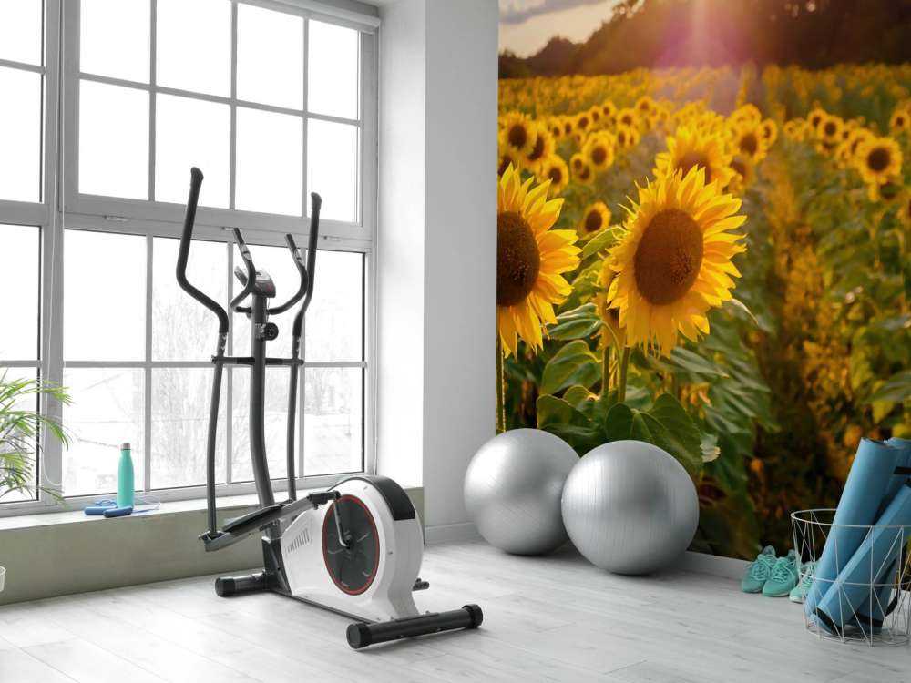 Farma słoneczników