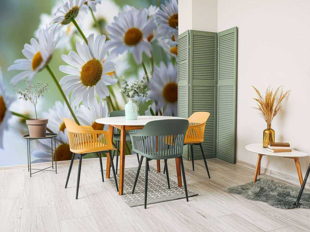 Stokrotki w zbliżeniu