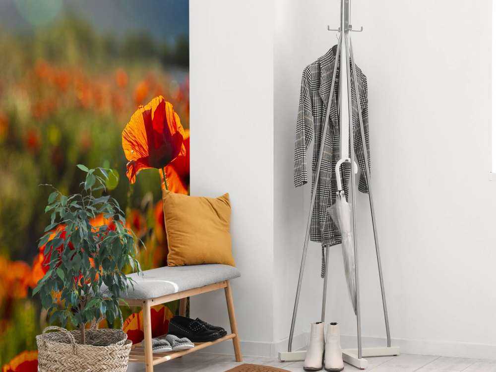 Maki z promieniami słońca