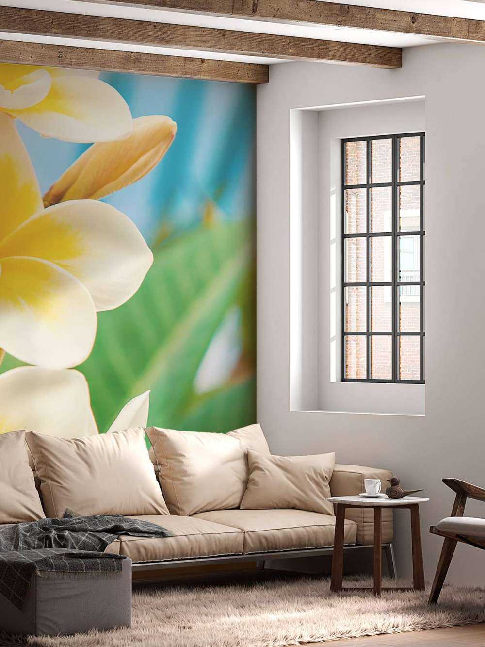 Biały Żółty Kwiat Plumerii