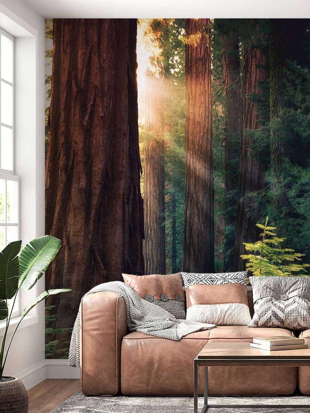 Światło słoneczne między drzewami mahoniowymi