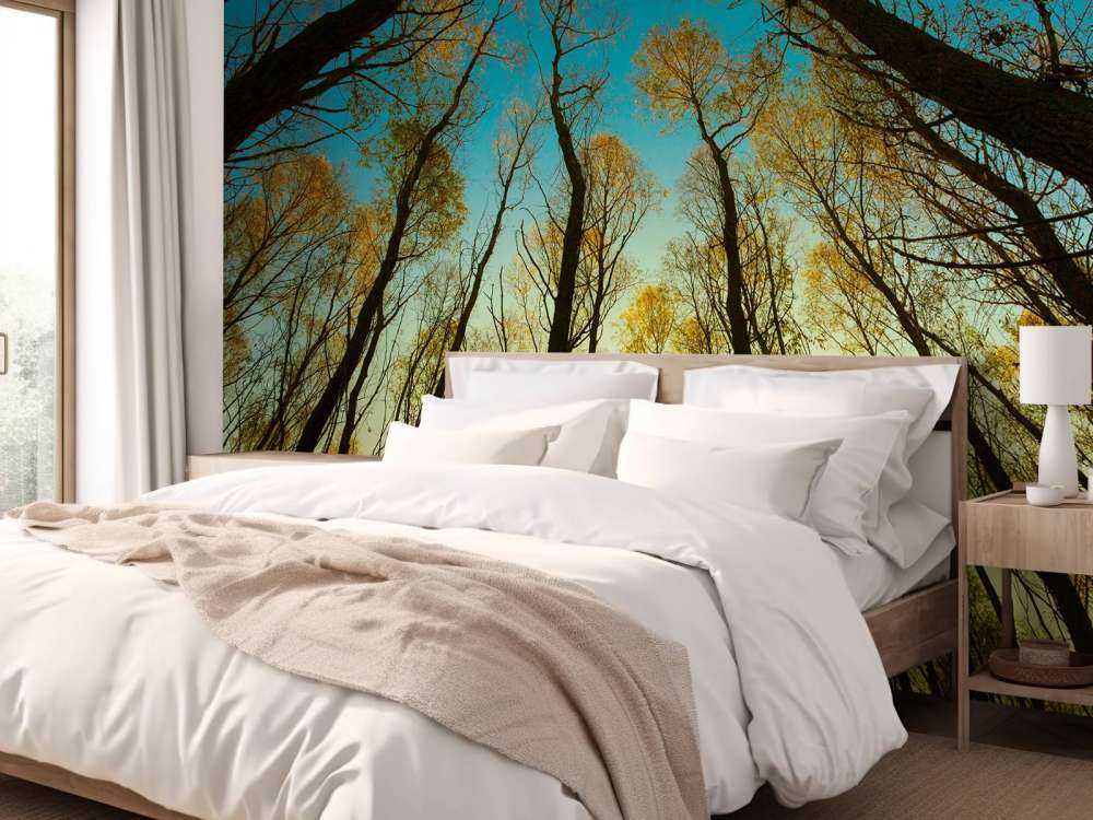 Wschód słońca między wysokimi drzewami