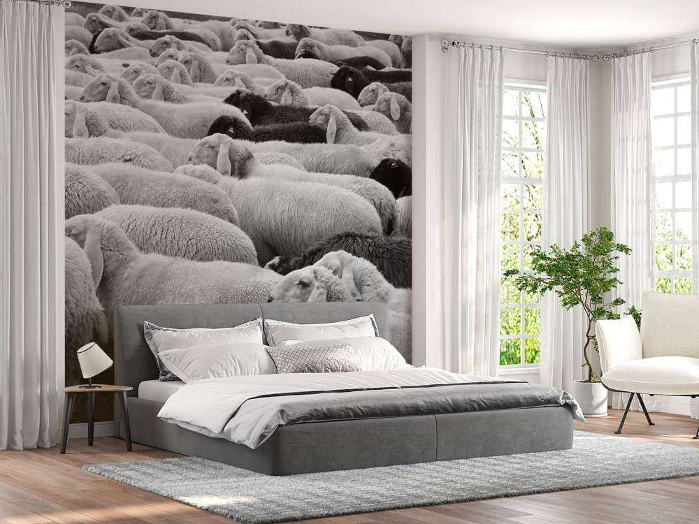 Czarna i biała owca