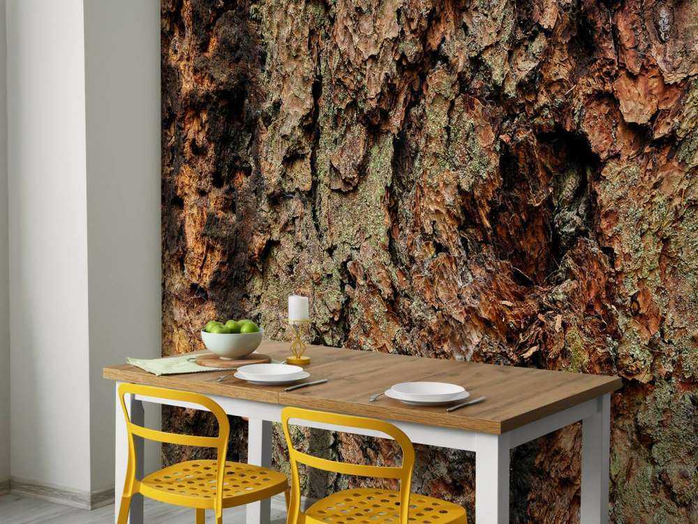 Kora drzewna stare drzewo