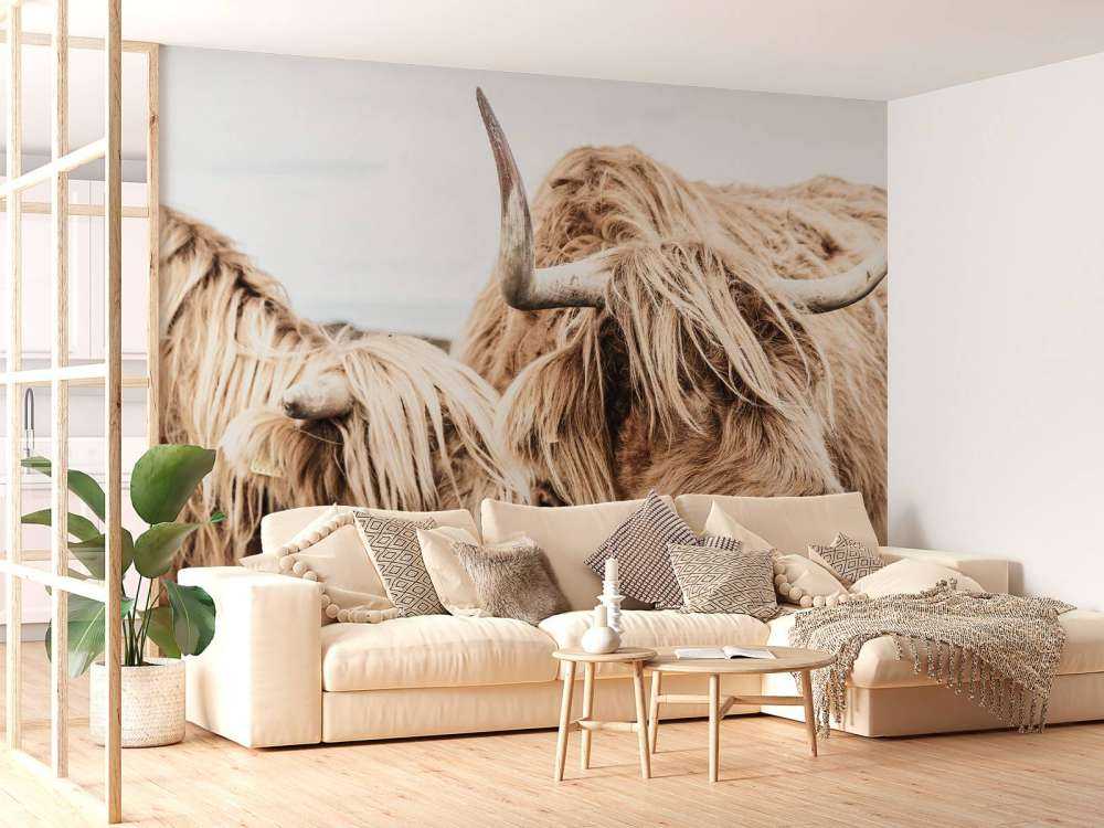 Dwa szkockie wyżynny