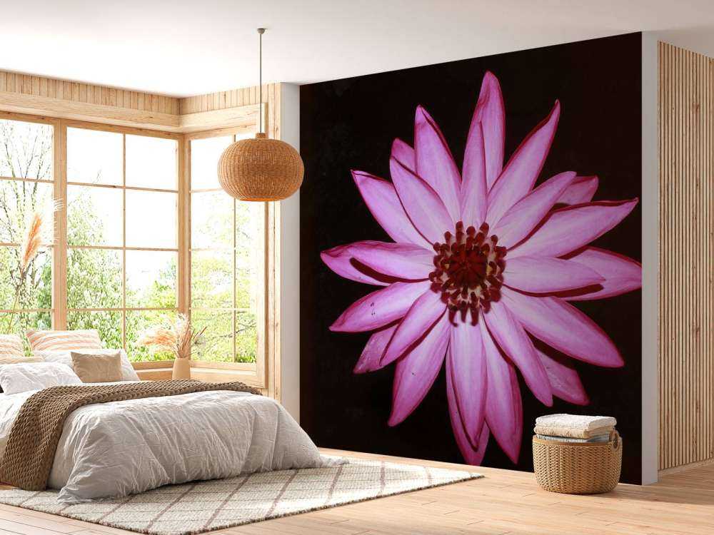 Kwiat lotosu z góry