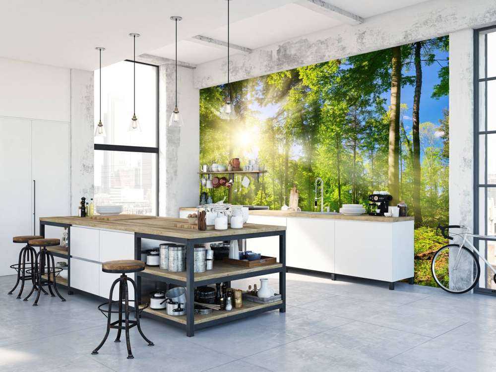 Las z promieniami słonecznymi