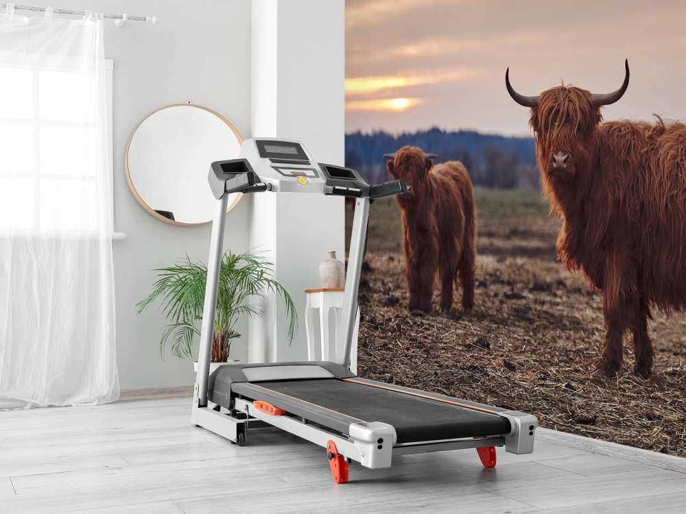 Szkockie wyżyny na łące