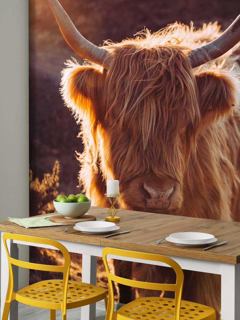 Szkocki wyżyn w słońcu