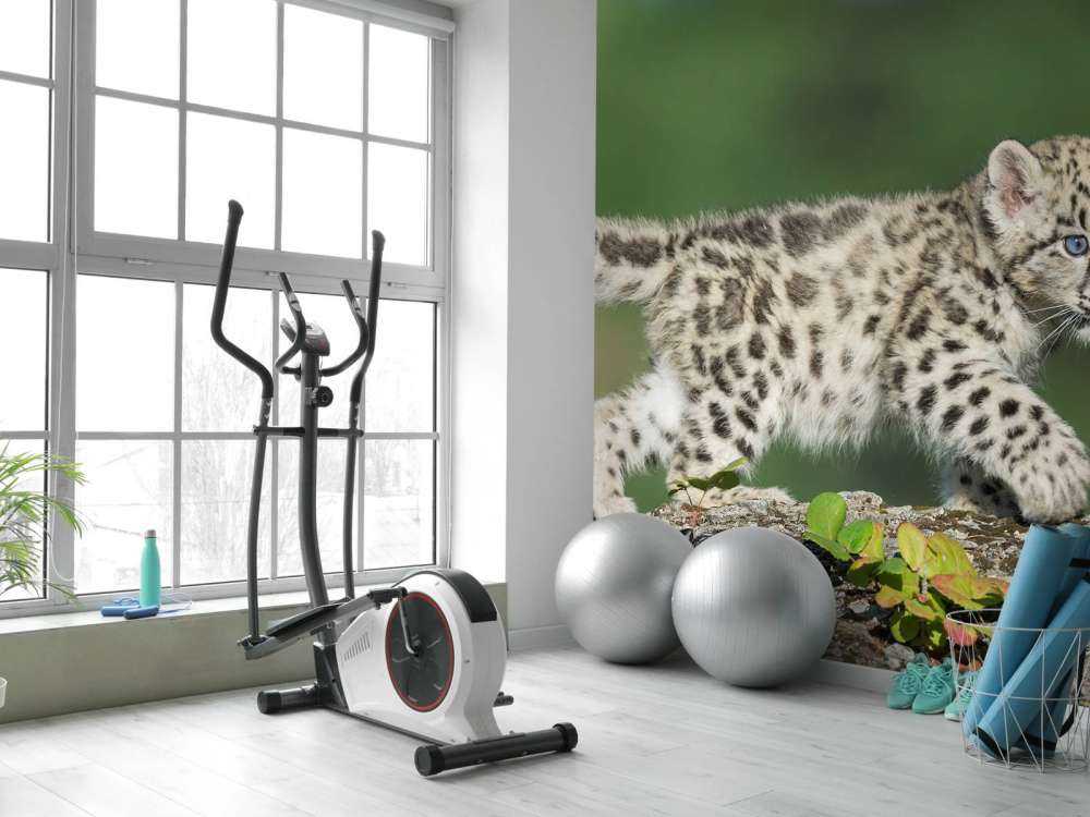 Młode pantery śnieżnej