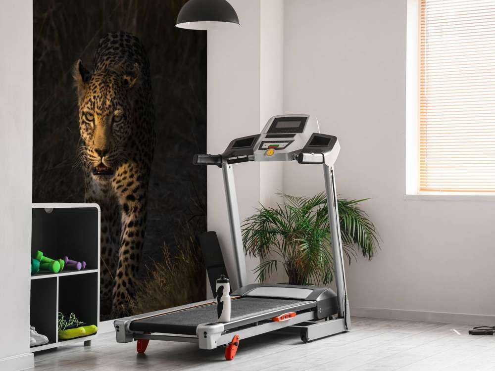 Lampart na tle zachodzącego słońca