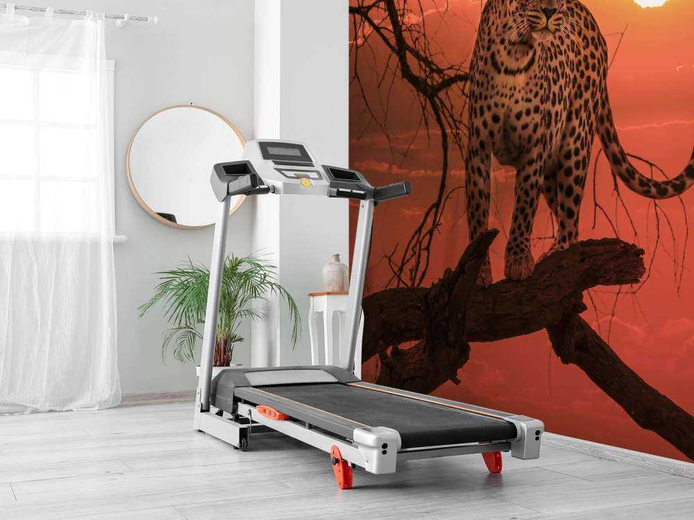 Lampart na tle zachodzącego słońca