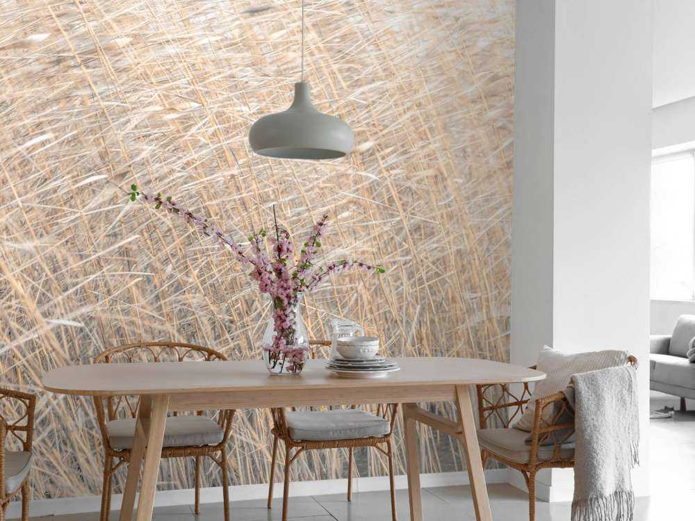 Brown reeds growing in water