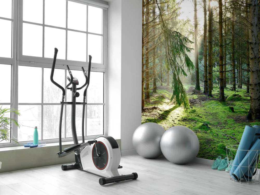 Las iglasty w porannym słońcu