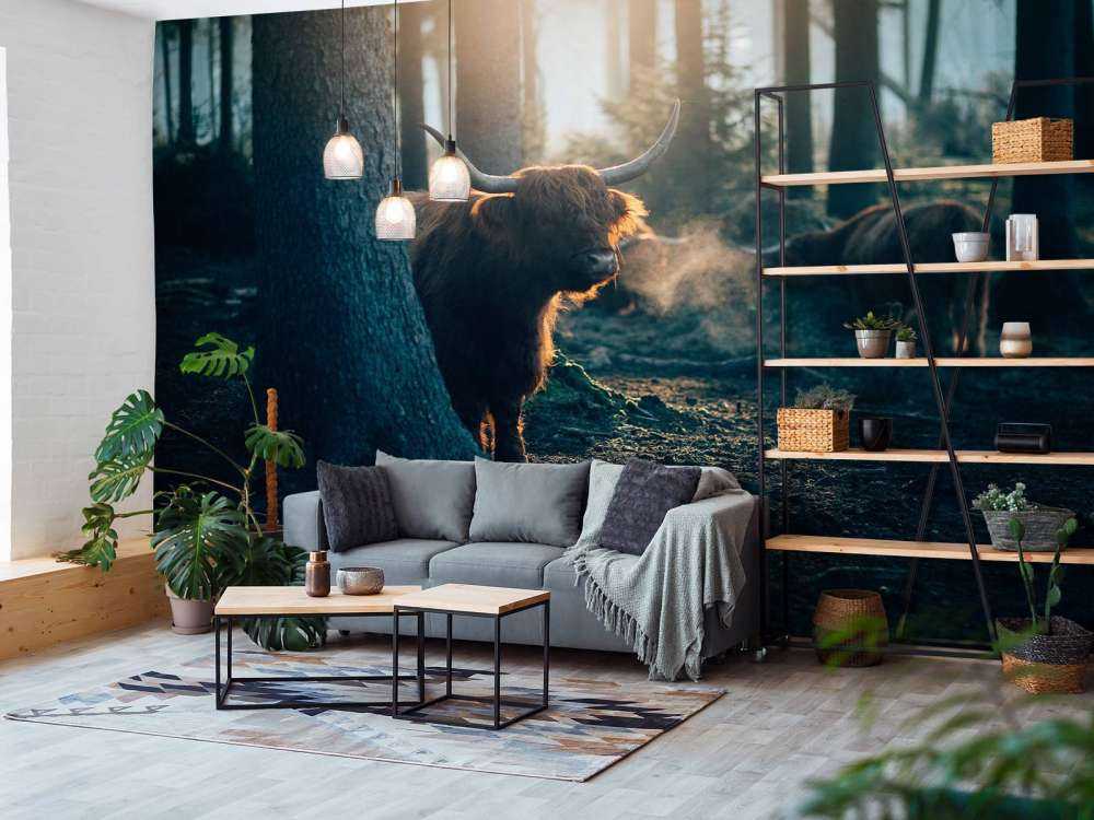 Szkocki byk w porannym świetle