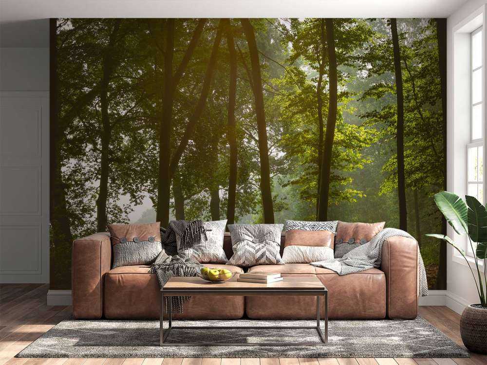 Las w porannym słońcu