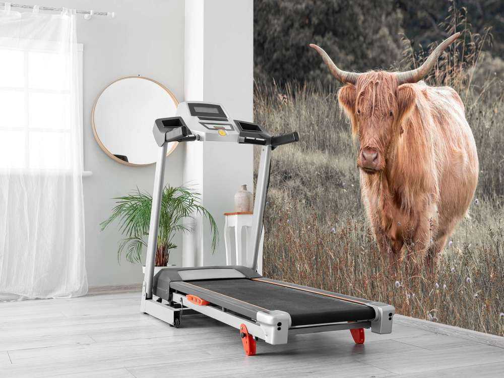 Szkocki wyżyn na polu