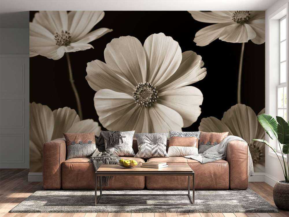 Kilka kwiatów Cosmos