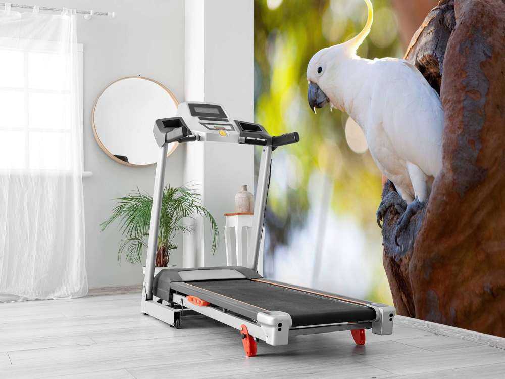 Kakadu w dziupli drzewa