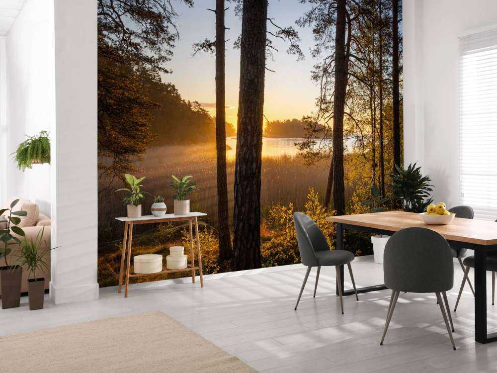 Las o zachodzie słońca