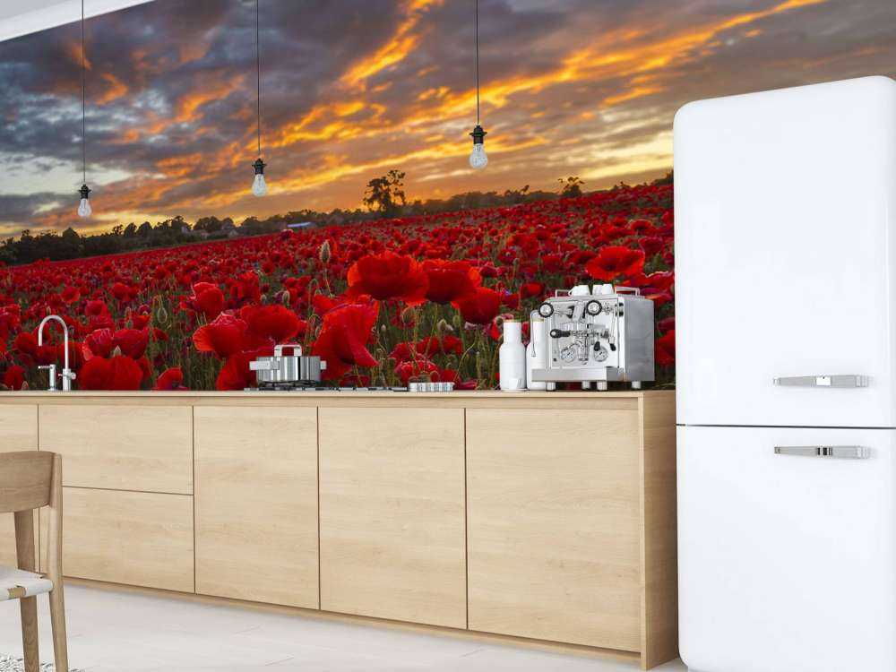 Pole maków z pięknym niebem