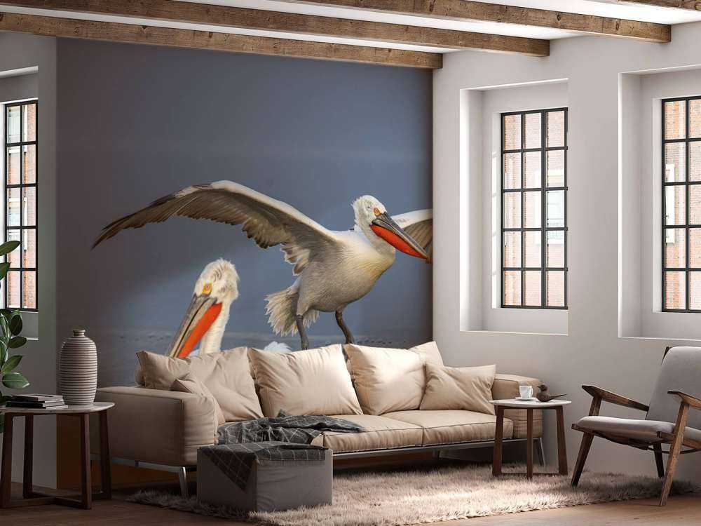 pelikan dalmatyński