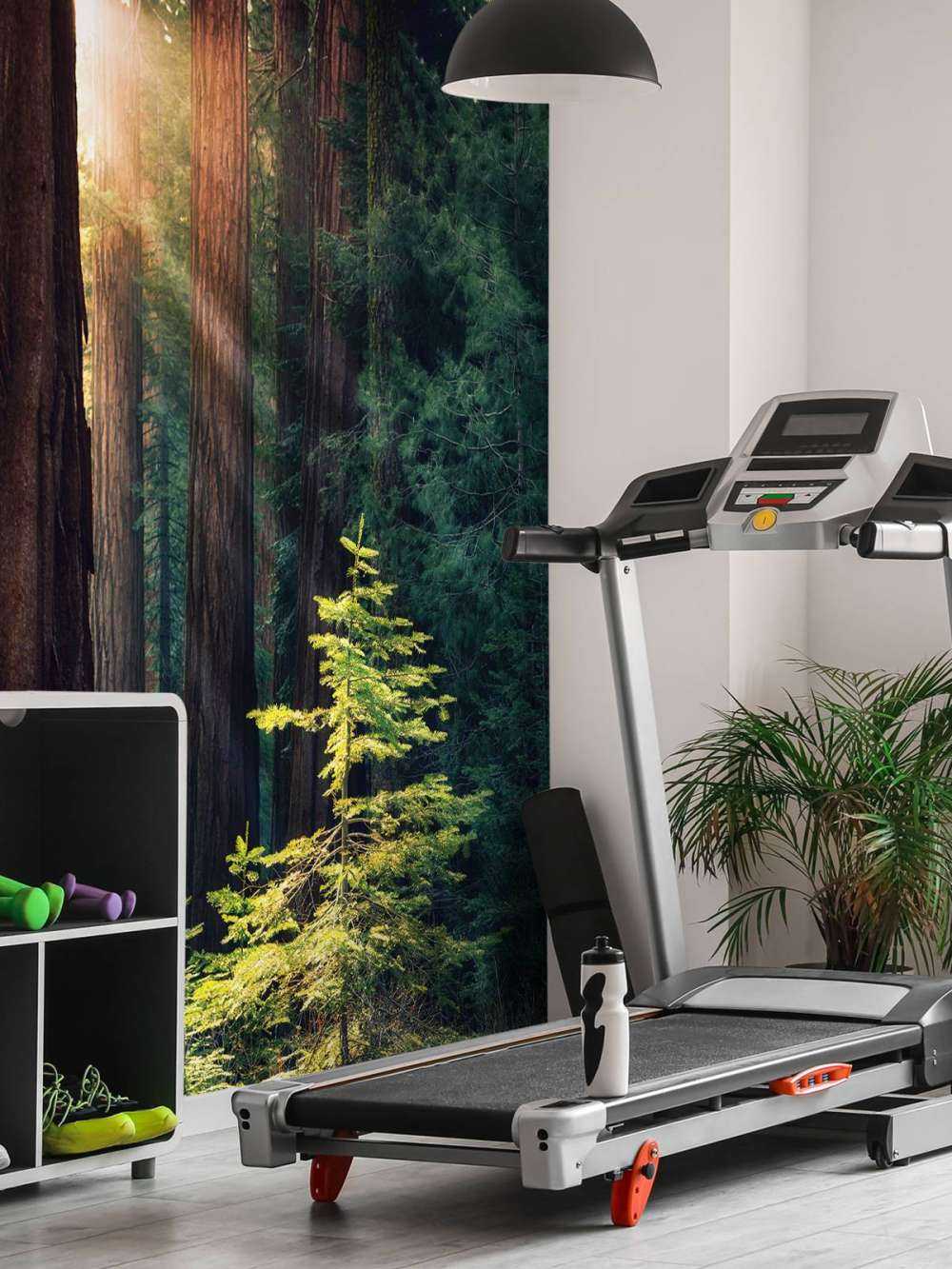 Światło słoneczne między drzewami mahoniowymi