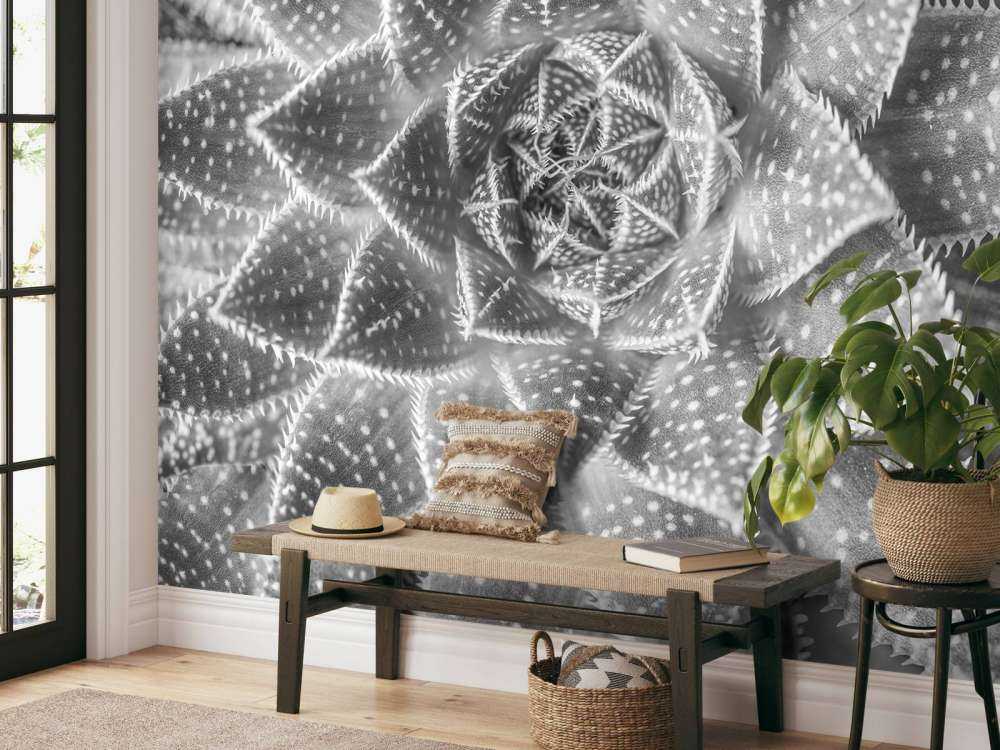 Sukulent w czerni i bieli