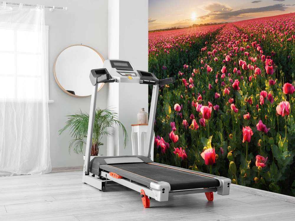 Pole różowych maków