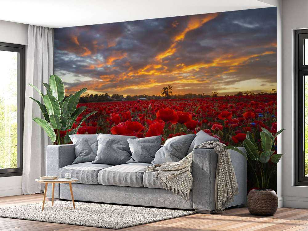 Pole maków z pięknym niebem