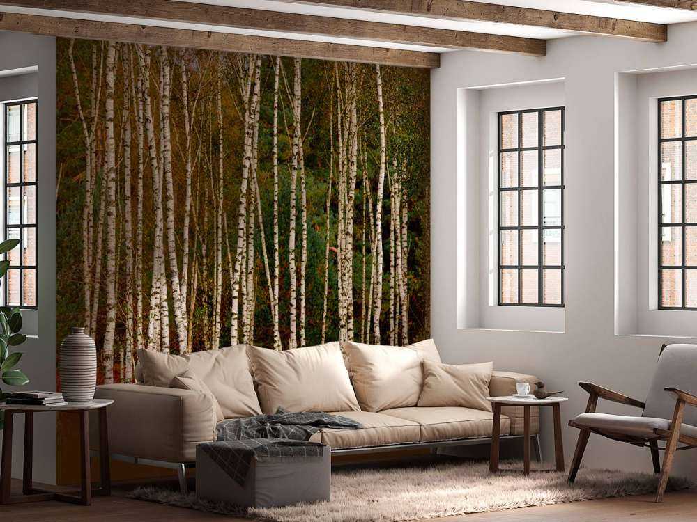 Brzozy na skraju lasu