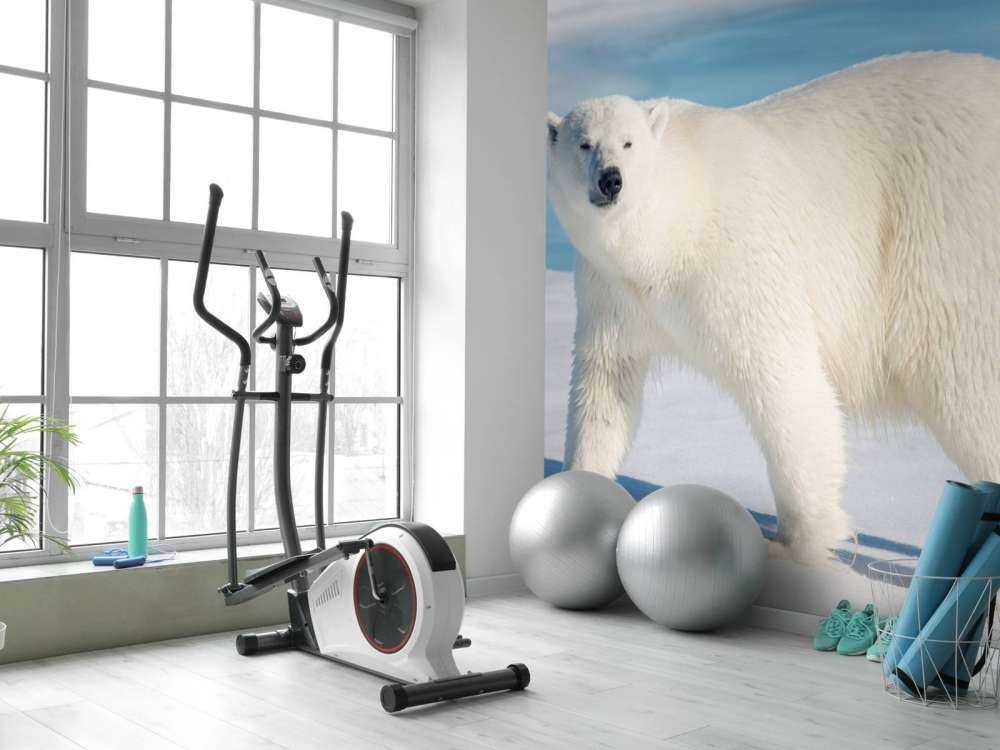 Niedźwiedź polarny