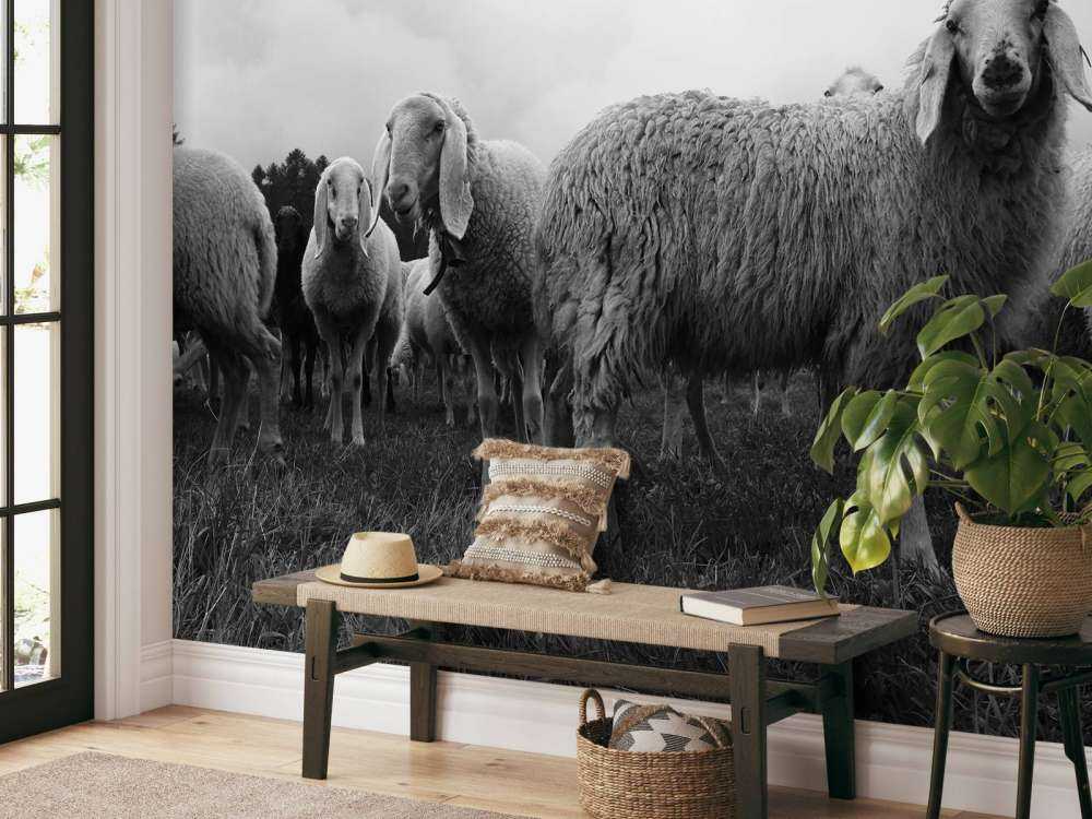 Stado owiec w czerni i bieli