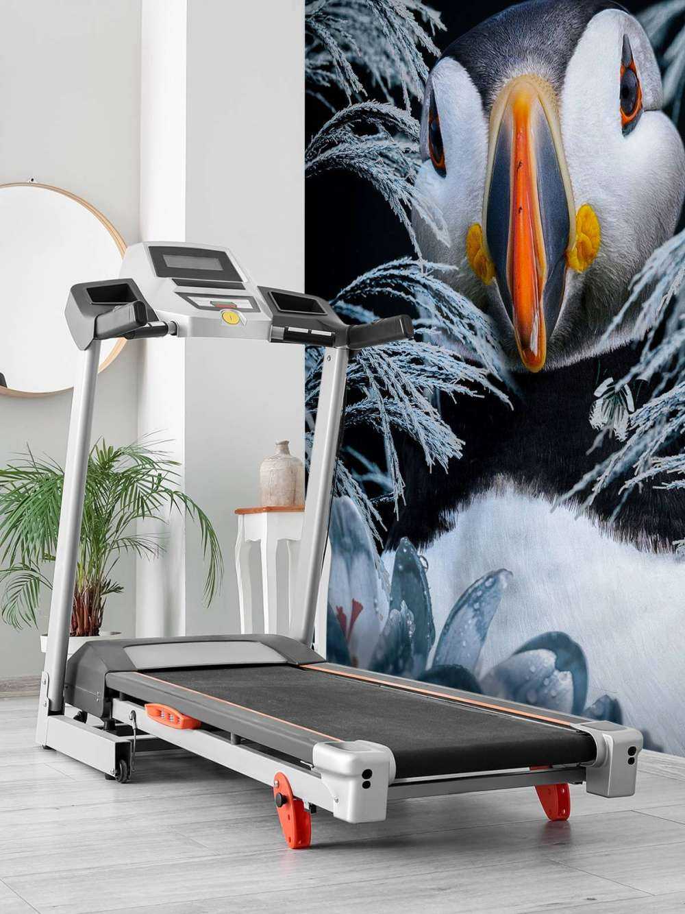 Atlantic Puffins Portrecie