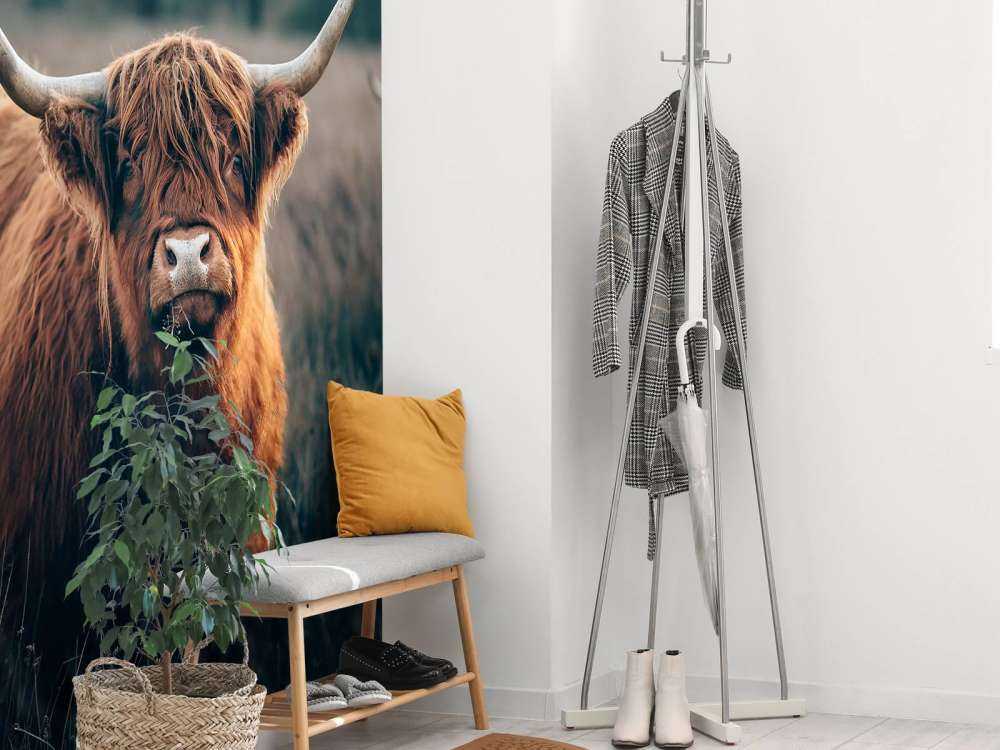 Szkocki góral w zbliżeniu