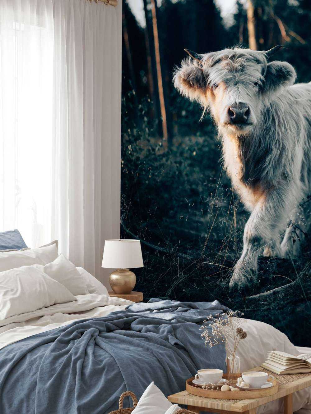 Góral szkocki młode