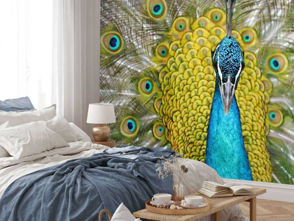 Widok z przodu pawia