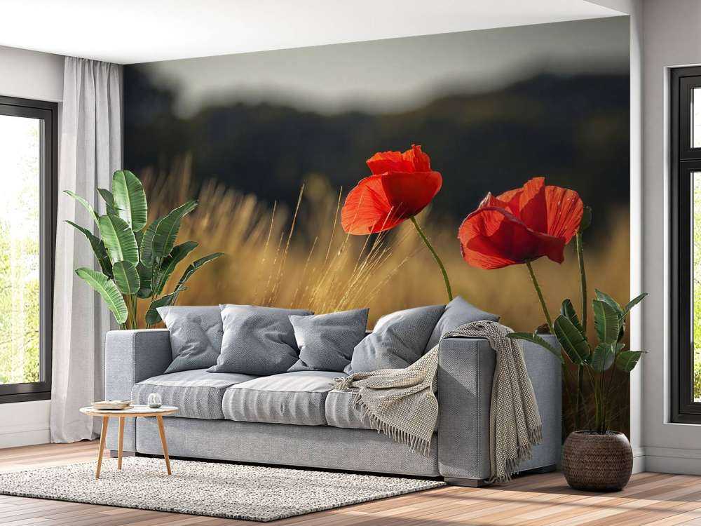 Maki na polu pszenicy