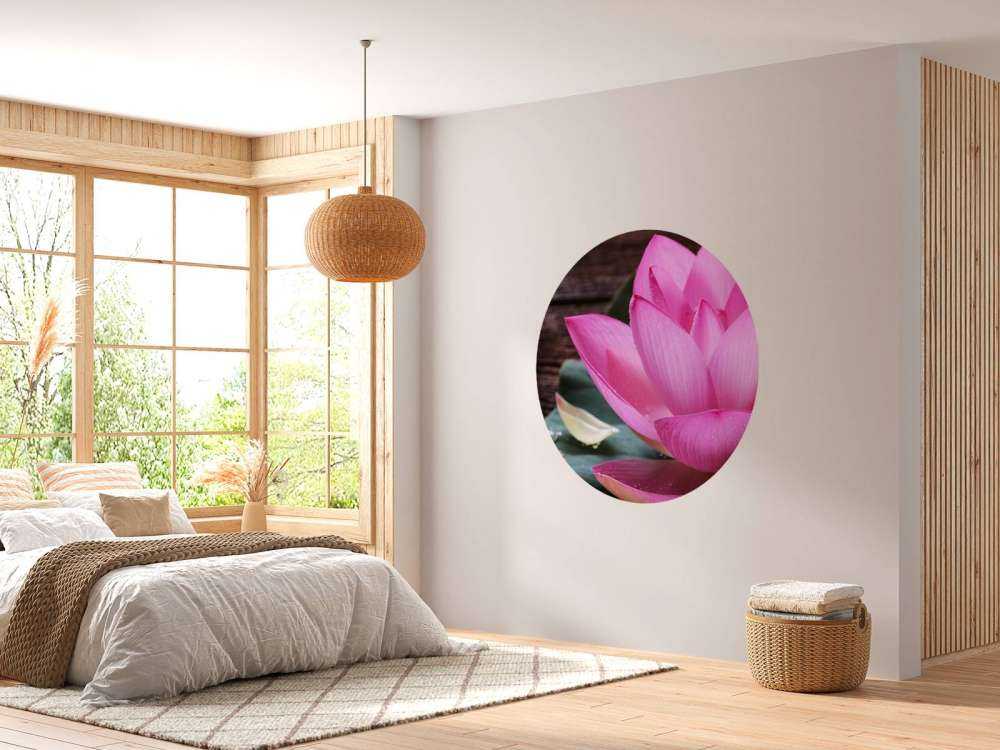 Zbliżenie różowy lotos