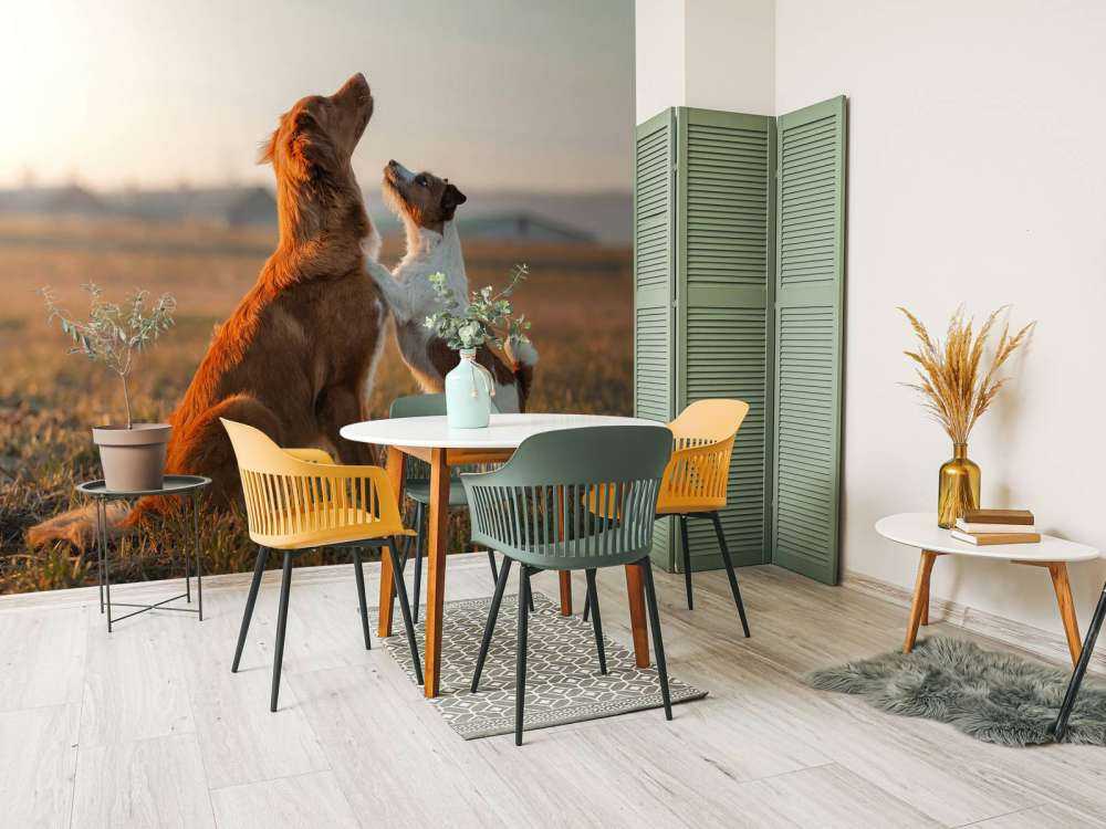 Psy patrzące w górę