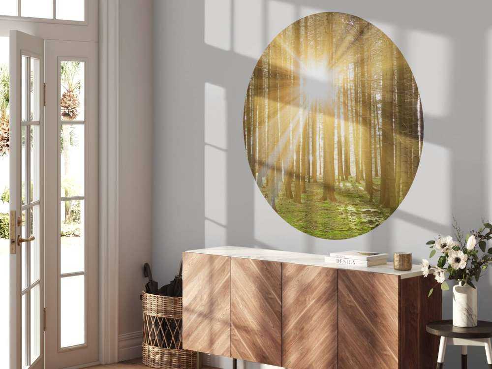 Las sosnowy z blaskiem słońca