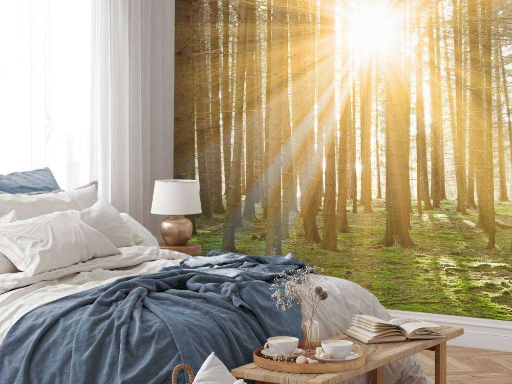 Las sosnowy z blaskiem słońca