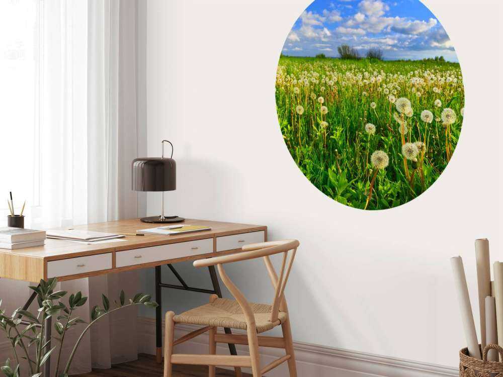 Pole mniszków lekarskich