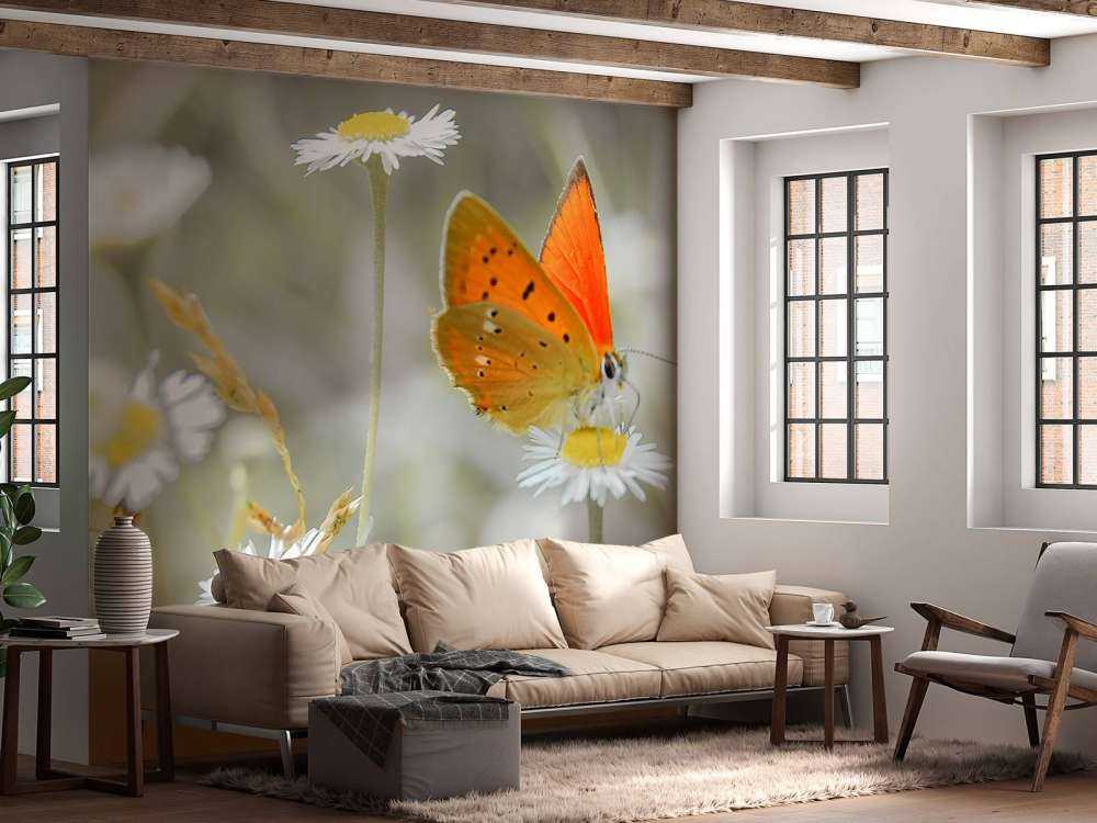 Stokrotki i pomarańczowy motyl